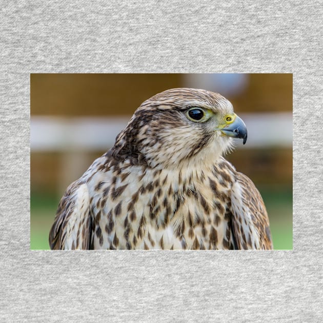 Bird of prey - Kestrel by millroadgirl